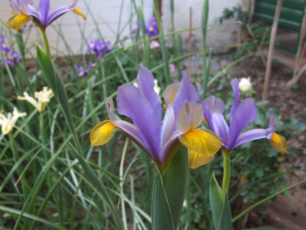 Frühstückspension Il Giardino Degli Iris *