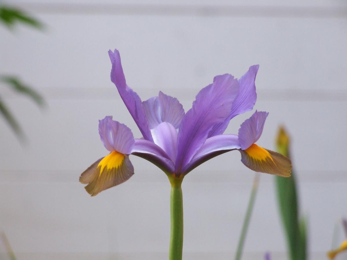 Frühstückspension Il Giardino Degli Iris Alghero