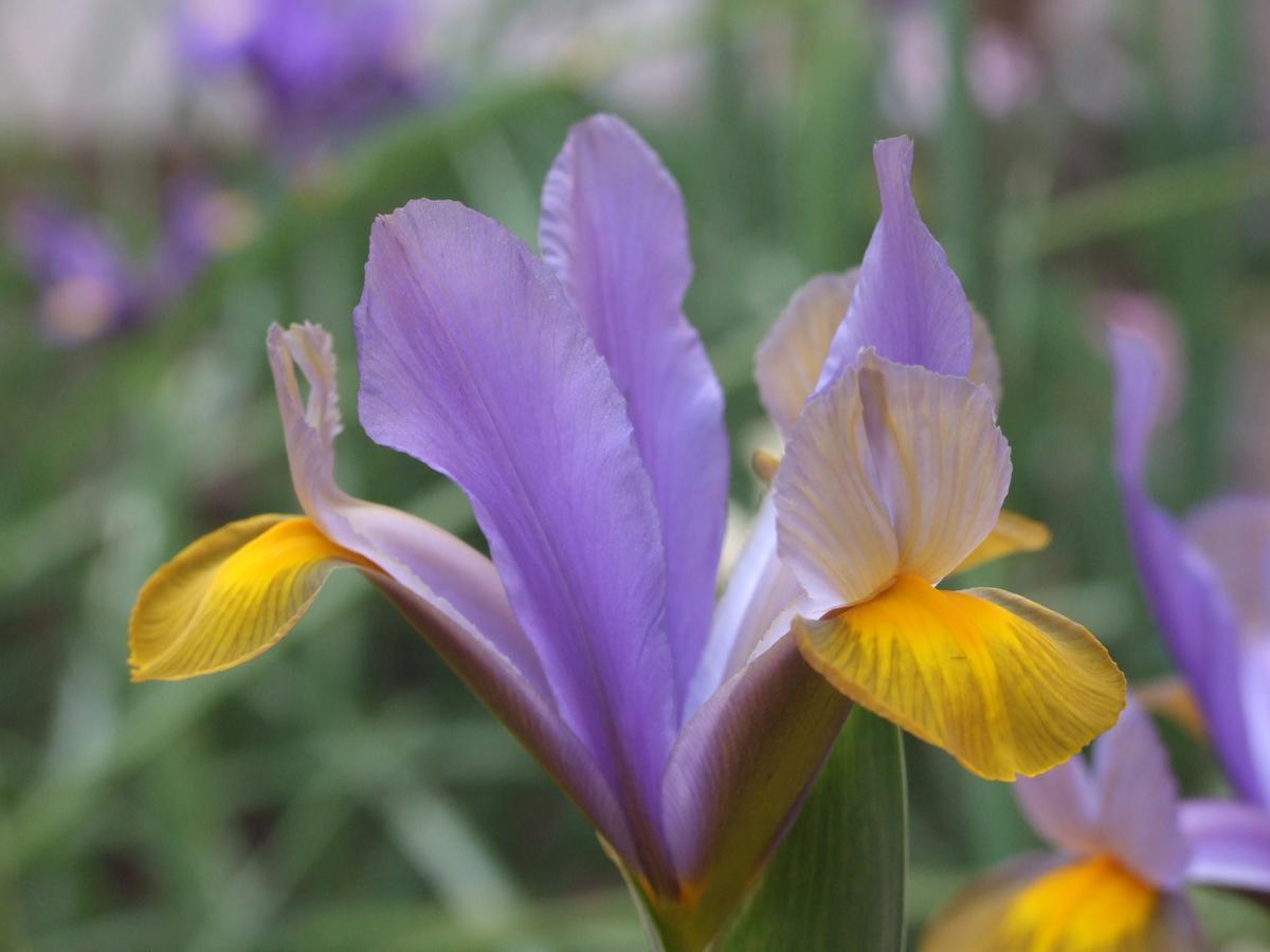 Frühstückspension Il Giardino Degli Iris